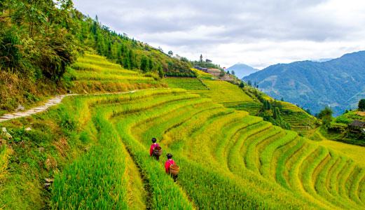 龍脊棚田ツアー