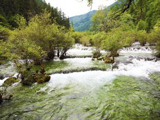 九寨溝・樹正群海